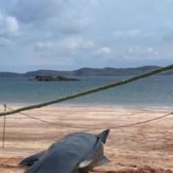 İngiltere&rsquo;de kıyıya vuran 77 balina &ouml;ld&uuml;