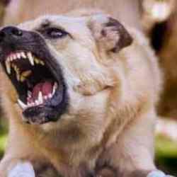 Köpek yüzünden cinayet  - Gazete manşetleri