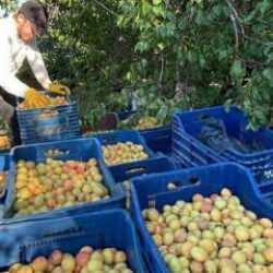 Malatya'dan 20 ülkeye yaş kayısı gönderiliyor