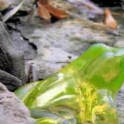  Ekvador'da yeni bir cam kurbağa türü keşfedildi