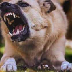 Teklif, AK Parti grubunda imzaya açıldı! Köpek toplamayan belediye başkanına hapis cezası