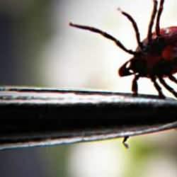 T&uuml;rkiye d&uuml;nyada bir ilk ger&ccedil;ekleştirdi! KKKA hastalığında sevindiren gelişme