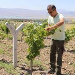 Yıllar sonra memleketine döndü, atıl araziyi üzüm bahçesine dönüştürdü
