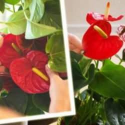 Antoryum çiçeği bakımı: Sağlıklı kalması ve yıl boyunca çiçek açması için ipuçları