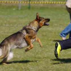 'Başıboş köpek lobisi'ne FETÖ taktiği!