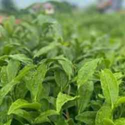 Çay bahçelerinin onda biri gençleştirme budamasına tabi tutulacak