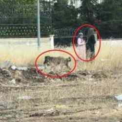 Diyarbakır'da başıboş sokak köpekleri telef ettiği kediyi yemek için yer aradı