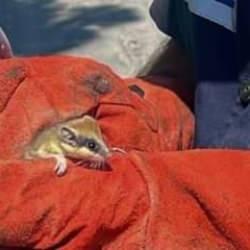 Edirne'de nesli tehlike altındaki yediuyur doğaya bırakıldı