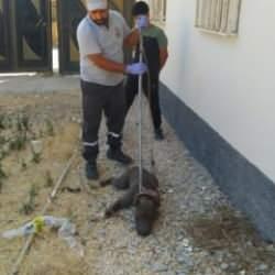 Evin bah&ccedil;esine giren pitbull, korku dolu anlar yaşattı