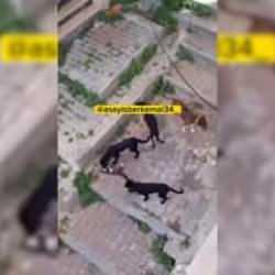 İstanbul'da köpek dehşeti! 4 köpek, kediyi parçalayarak öldürdü