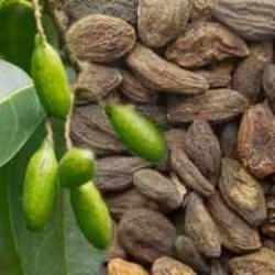 Karahalile ne işe yarar, nasıl kullanılır? Karahalile yutulur mu, faydaları nelerdir?