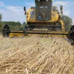 Kastamonu'da siyez buğdayının hasadı başladı