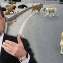 Köpek sorunu için akıl veren İmamoğlu 6 yılda sıfır çekti! İhmal üstüne ihmal