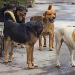 K&ouml;pekler &uuml;zerinden yeni kaos planı - 20 Temmuz g&uuml;n&uuml;n gazete manşetleri