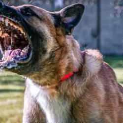 'Köpekperestlerin' akıl ve mantık dışı argümanları!