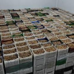 Kuru meyve sektörü 2024 yılında ilk kez 1 milyar doları geçti