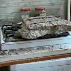 Tedirgin eden g&ouml;r&uuml;nt&uuml;: 47 yıllık binanın mutfak tavanı &ccedil;&ouml;kt&uuml;, midye kabukları ortaya &ccedil;ıktı