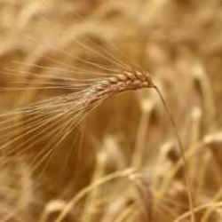 Tekirdağ'da yerli buğday çeşitlerinin veriminden üreticiler memnun