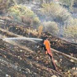 Aydın'da ağaçlık alanda çıkan yangın kontrol altına alındı