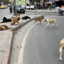 Başıboş sokak köpekleri düzenlemesi Meclis'te
