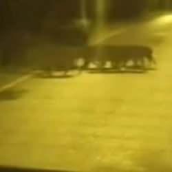 Beykoz&rsquo;da a&ccedil; kalan domuz ve yavruları şehre indi