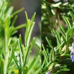 Biberiye suyu faydaları nelerdir, nasıl uygulanır? Biberiye suyunun saça faydası...