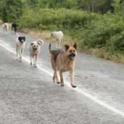 CHP'den akılalmaz açıklama! Bunun adı "Sisteme başkaldırı" 