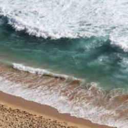 Deniz canlılarında yüksek düzeyde uyuşturucu tespit edildi