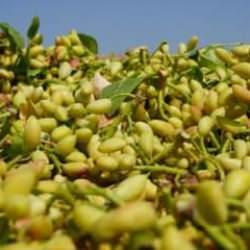Kilis'te fiyatı altın ile yarışan boz fıstığın hasadı başladı