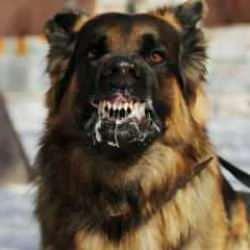 "Kuduz riski yok" dediği anda bir kuduz alarmı daha verildi! Birçok köy karantinaya alındı