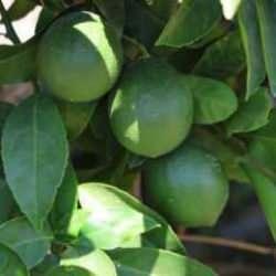 Adana'da limonun fiyatını düşürecek hasat başladı