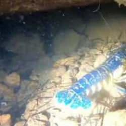 Ayvalık'ta g&ouml;r&uuml;nt&uuml;lendi: 200 milyonda bir g&ouml;r&uuml;l&uuml;yor