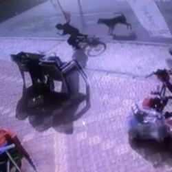 Başıboş köpek terörü devam ediyor! SOn görüntüler Sinop ve Osmaniye'den...