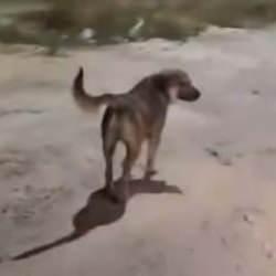 CHP'li Nilüfer Belediyesi'nde sokaklar köpek sürülerine emanet!