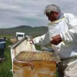 Coğrafi işaretli bal hasadı başladı, 450 ton bal üretimi bekleniyor
