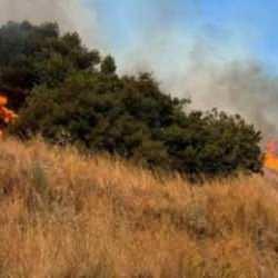 Erdek'te orman yangını