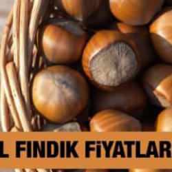 Fındık fiyatı ne kadar, kaç TL 3 Kasım 2024? Trabzon, Ordu, Giresun, Samsun, Sakarya, Düzce güncel fındık fiyatları