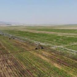 Kahramanmaraş’ta çerezlik ve yağlık ayçiçeği hasadı