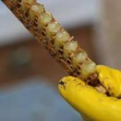 Kanser tedavisine bire bir! Gramı 2 bin 500 liradan alıcı buluyor