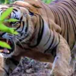 Nepal'de kaplan kadına saldırdı