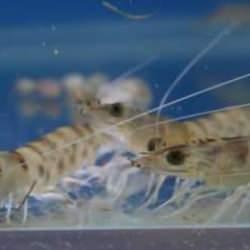 Sıcaklık artışıyla Karadeniz'e yayılan t&uuml;rler deniz ekosistemini tehdit ediyor