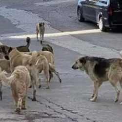 Sokak hayvanları d&uuml;zenlemesi Meclis'te! İlk 5 madde kabul edildi! Yeni ifade eklenecek