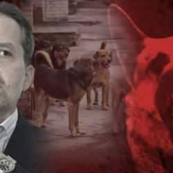 Meclis'teki sokak hayvanları oylamasında dikkat çeken Yeniden Refah Partisi detayı