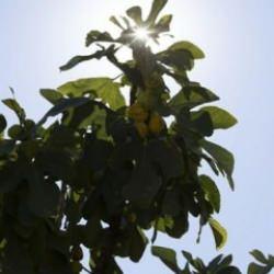 Aşırı sıcaklar kuru incirde hasadı öne çekti