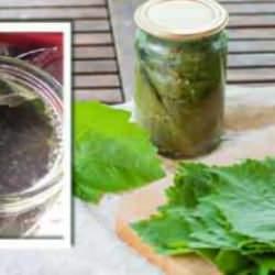 Asma yaprağınızı küf olmadan saklamanın yolu: Tuzlu ya da tuzsuz yöntemler