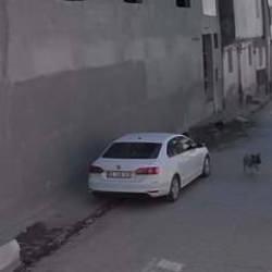 &Ccedil;ocuklar sokaklarda oynayamaz hale geldi! Başıboş k&ouml;pek ter&ouml;r&uuml; devam ediyor