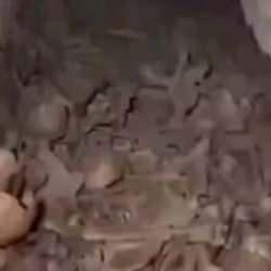 Devrim sonrası şok eden görüntüler! Hapishane bodrumundan insan iskeletleri çıktı