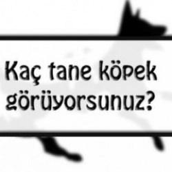 Köpek sayma testi ile zihinsel yaşınızı keşfedin! Gördüğünüz köpek sayısı..