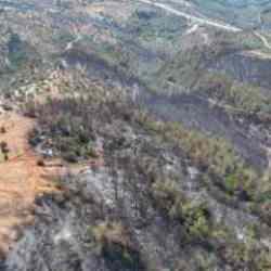 Milas&rsquo;ta alevler y&uuml;zyıllık mirası yuttu; zeytinlikler k&uuml;l oldu, g&ouml;zyaşları sel