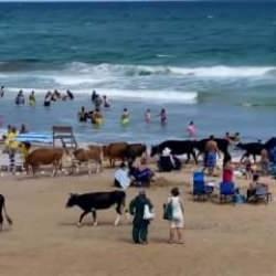 Şile sahili inekler bastı! Tatilciler ne yapacaklarını şaşırdı, işte o ilgin&ccedil; anlar...